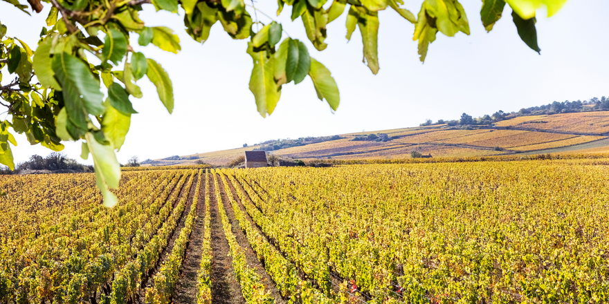 Exploring Burgundy, France
