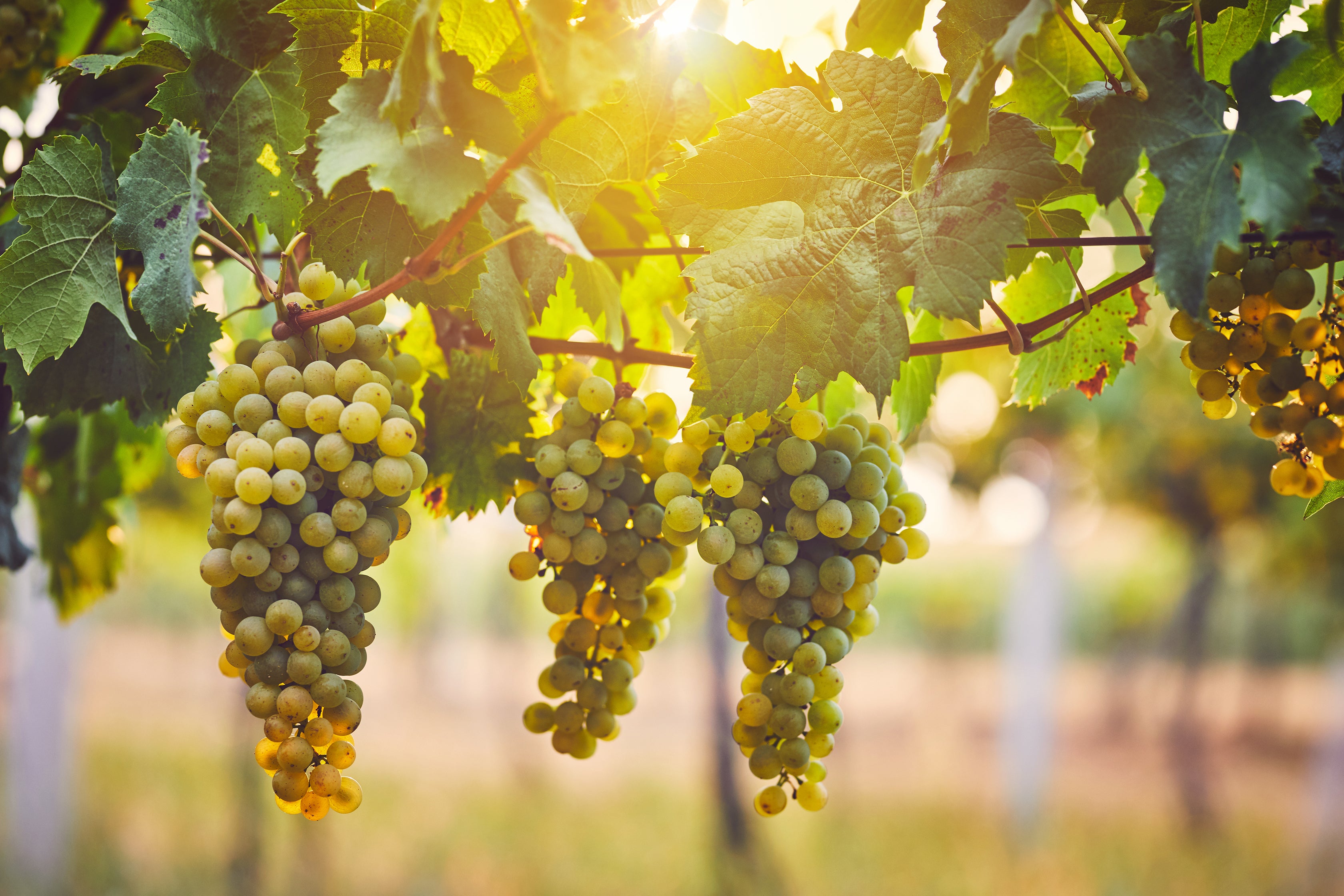 White Wine