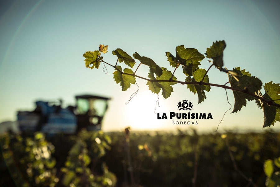 La Purisima Blanco 12% ABV Macabeo Sauvignon Blanc