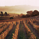 Greywacke Marlborough Wild Sauvignon Blanc 13.5% ABV 75cl-2