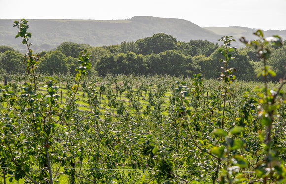 The Purbeck Cider Company – Purbeck Gold Cider 4.8% ABV 500ml